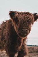 Schotse Hooglander