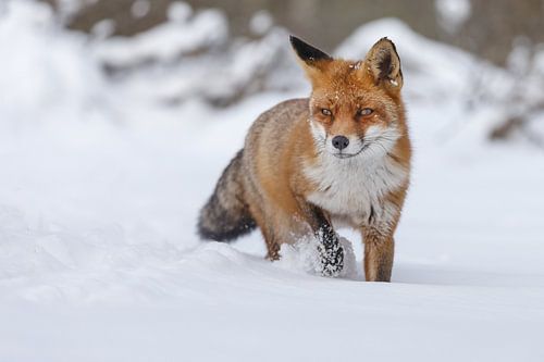 Red fox in the snow