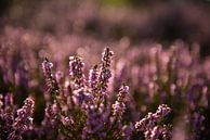 Heather in Bloom by Peter van den Bosch thumbnail