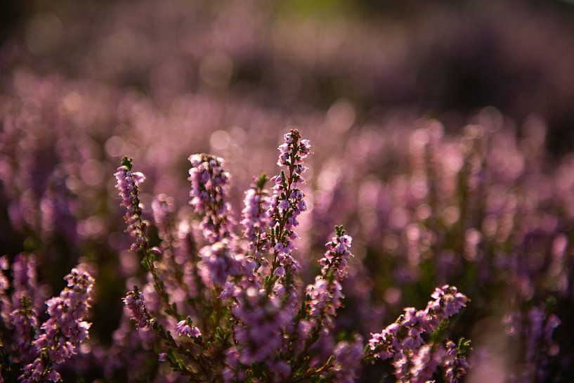 Heather in Bloom by Peter van den Bosch