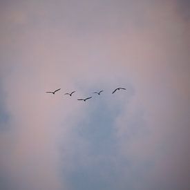 Vogels in de lucht van Anna Davis
