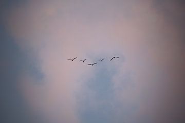 Birds in the Sky von Anna Davis