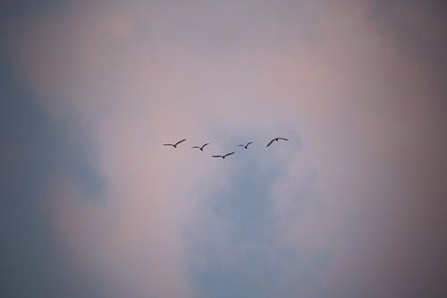 Birds in the Sky