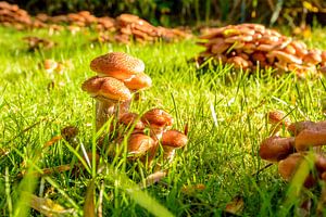 Paddestoelen in mijn tuin, honingzwam sur 7Horses Photography