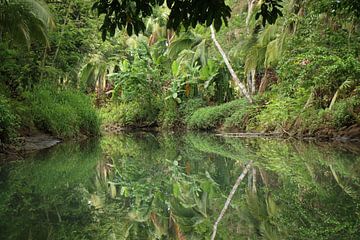 Mangrove de l'île de Damas Costa Rica sur Ralph van Leuveren