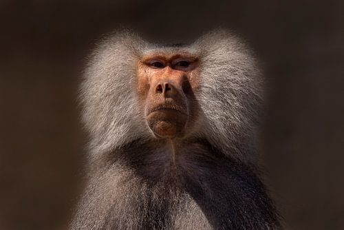 Mantelbaviaan, (Papio hamadryas)