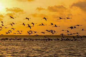Flamingos fliegen bei Sonnenuntergang in Surinam