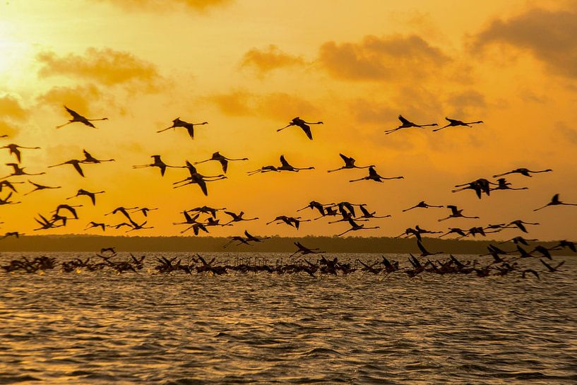 Flamingoes fly at sunset in Suriname by Patricia Hofmeester