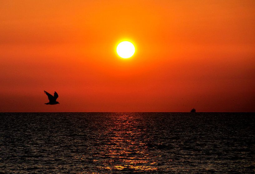 zeemeeuw op weg naar ? by Bob Bleijerveld