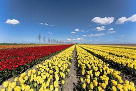 Des tulipes à perte de vue sur Beate.fotopassie