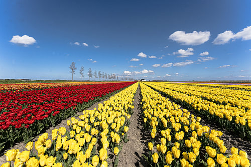 Tulpen, soweit das Auge reicht
