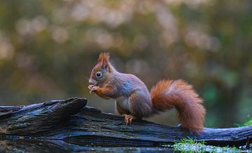 Squirrel by Miranda Rijnen Fotografie