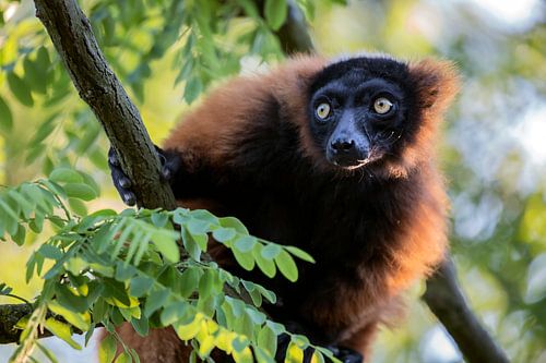 Vari rouge (Varecia variegata rubra)