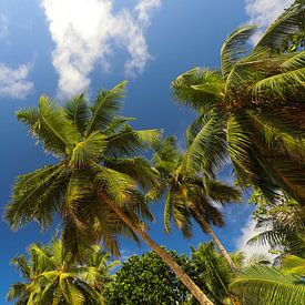 Palmen. Indischer Ozean. Seychellen von Dmitriy Koublitskiy