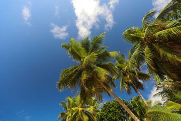 Palmbomen. Indische Oceaan. Seychellen