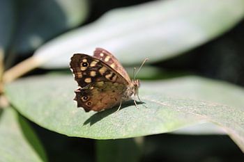 Beauté des papillons