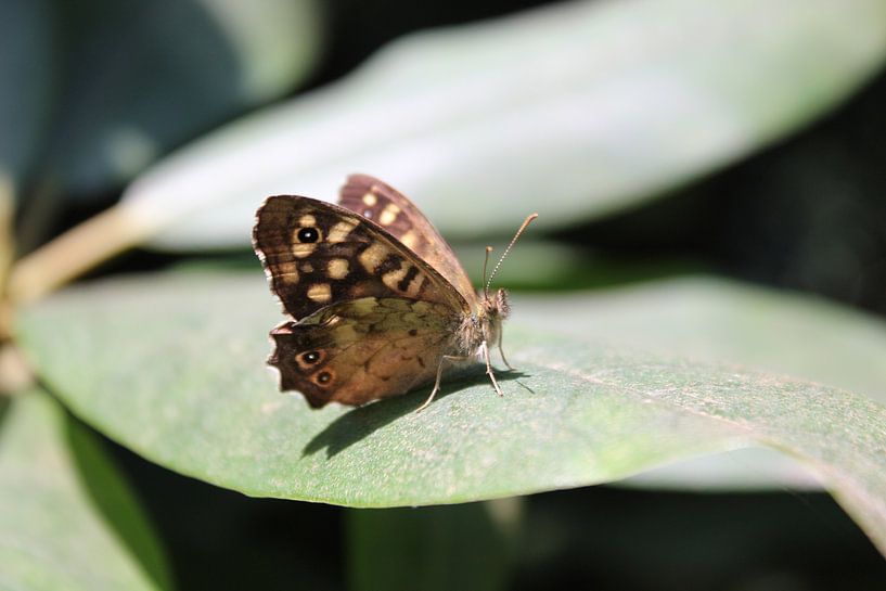 Butterfly Beauty by Melissa Blom