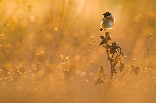 European Stonechat, Saxicola rubicola