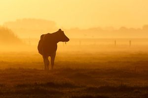 koe in mist van Pim Leijen