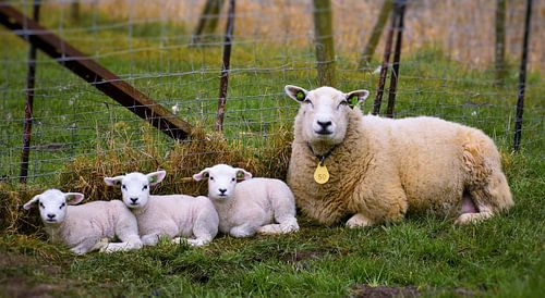 Schaap met lammetjes