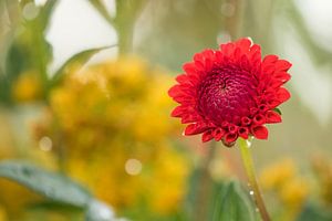 Dahlia's von Jaco Hoeve