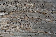 Old Wood III by Marcia van de Bovenkamp thumbnail