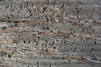 Old Wood III