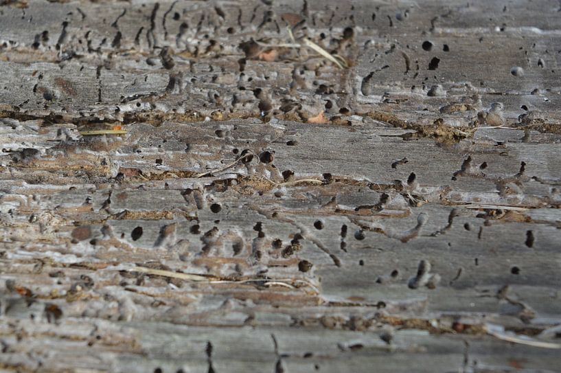 Old Wood III by Marcia van de Bovenkamp