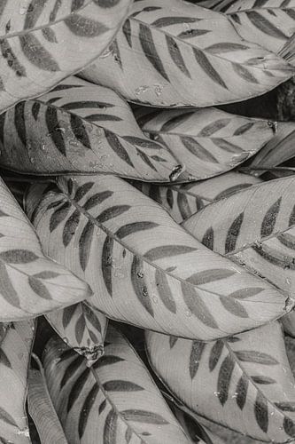 Botanisches Motiv mit natürlichem Muster