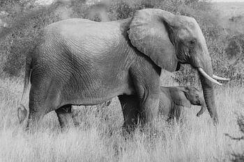 Afrikanischer Elefant – Mutter und Kind