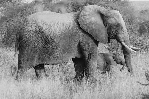 Éléphant d'Afrique – Mère et enfant