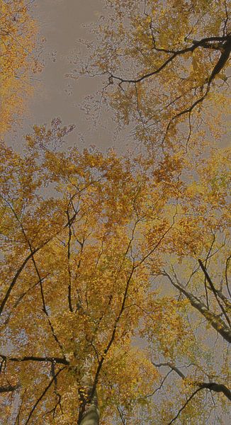 stylized trees by Jan Fritz