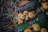 Autumn colours of the Black Water