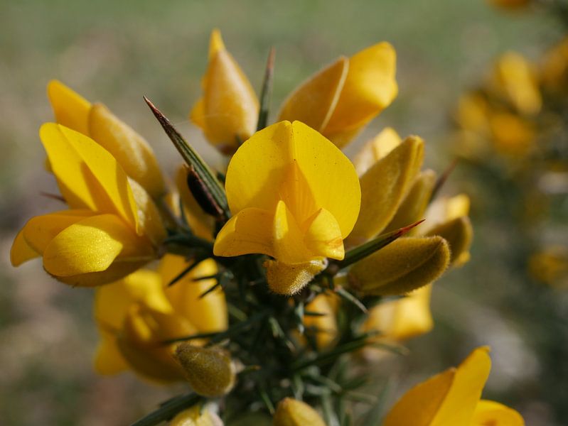 Die Sonne beleuchtet die Blüte eines Ginsters. von Wim vd Neut