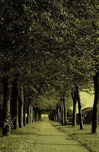 avenue les arbres