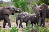 Olifanten in Zuid-Afrika, Krugerpark