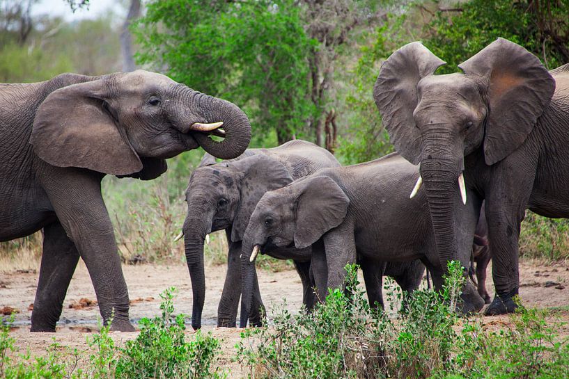 Eléphants en Afrique du Sud, Kruger Park par HansKl