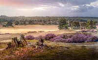 Zandverstuiving Heide Posbank