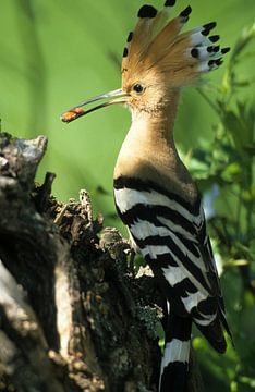 Hop, oiseau sur Paul van Gaalen, natuurfotograaf