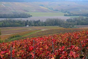 Pinot noir wijngaarden van de Champagnestreek tijdens de herfst - felrood gekleurde bladeren aan de wijnranken. Wijnstreek Champagne in Frankrijk. van Studio LE-gals