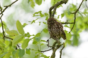 Chouette Chevêche - Hibou sur Martin Bredewold