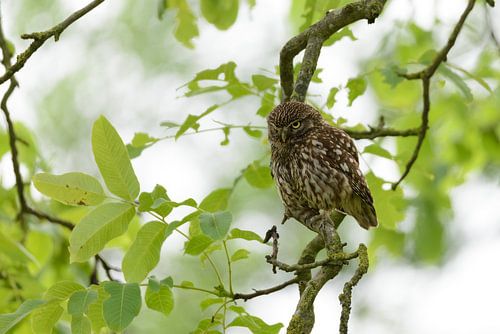 Steenuil in de Boom - Uil in de Boom