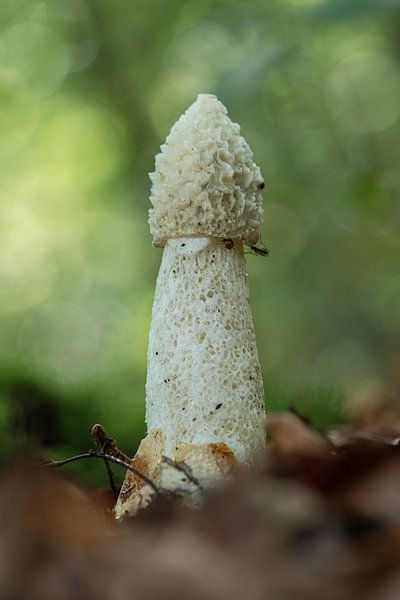 Grand champignon puant par Peter Bartelings