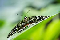 Limettenschmetterling (Papilio demoleus) von Frankhuizen Photography Miniaturansicht