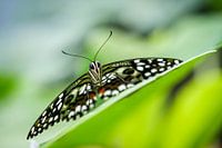 Lime butterfly (Papilio demoleus)
