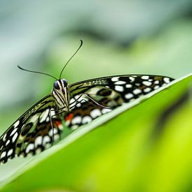 Limoen vlinder (Papilio demoleus) van Frankhuizen Photography