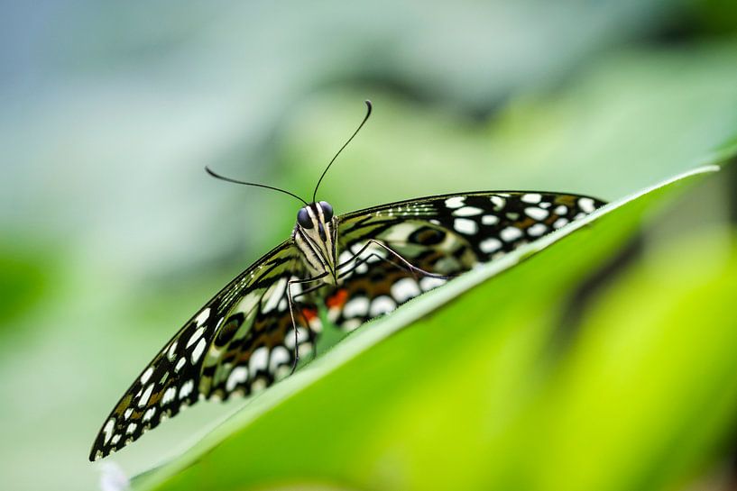Limoen vlinder (Papilio demoleus) van Frankhuizen Photography