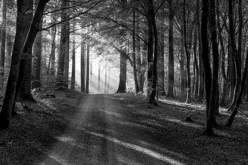 Rold Skov (Denemarken)