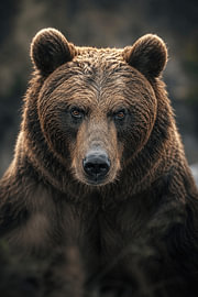« Untamed Strength » – Portrait d’un majestueux ours brun dans son milieu naturel sur Design Wall Arts