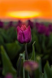 Delicate lady by Costas Ganasos